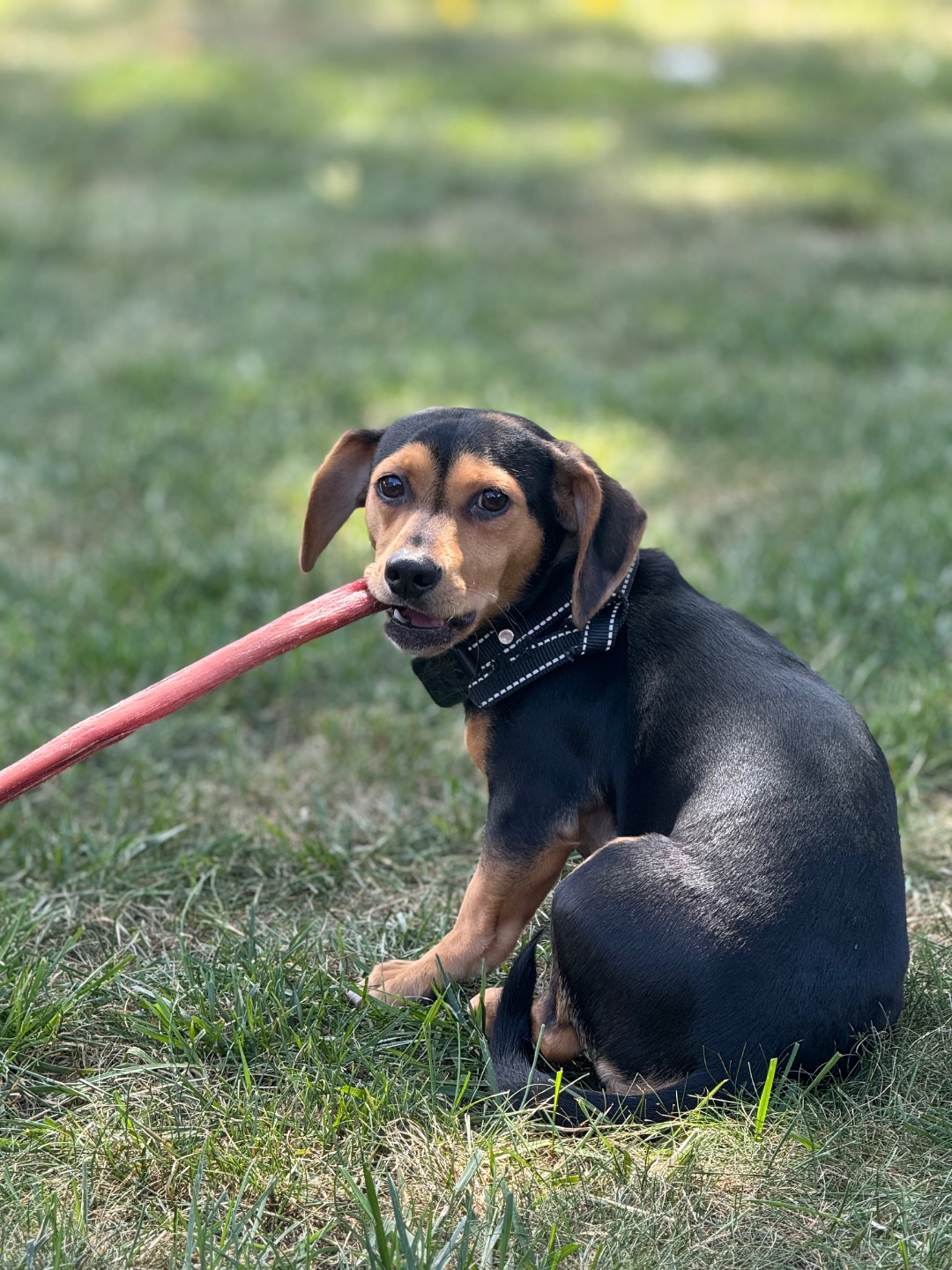 Charlie the beagle enjoying a natural treat in the grass